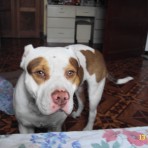DrAgO